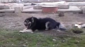 My breakdance dog. Crazy hip-hop dog / Пес токсикоман