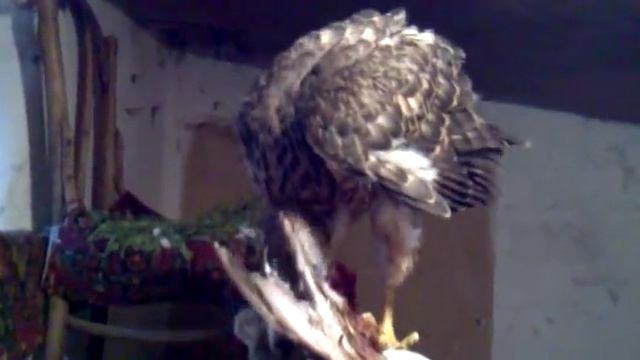 Птенец ястреба-тетеревятника ест горлицу смотреть онлайн