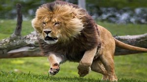 ТОП 10 Самых БЫСТРЫХ ЖИВОТНЫХ в мире!