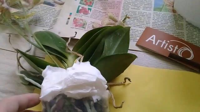 Как делаю коробки и упаковку для отправки орхидей смотреть онлайн