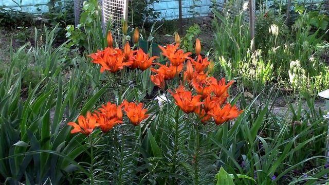 Цветок жизнерадостности : лилия даурская. Flower of Cheerfulness: lily Dahurian. смотреть онлайн