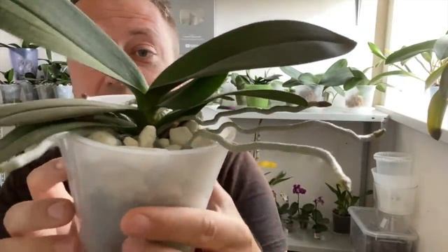 пересадка орхидеи после реанимации и наращивания корней : ВО ЧТО САЖАТЬ?