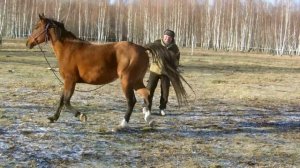 Мягкие методики обучения лошадей видео 2
