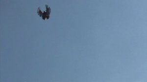 Николаевские серпастые голуби у Сергея, г. Николаев
