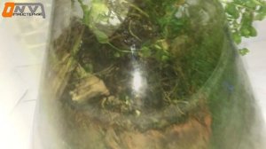 ВЕЧНЫЙ ТЕРРАРИУМ -  СПУСТЯ 2 ГОДА (730 дней ) / ОТКРЫВАЕМ, ЧИСТИМ / Eternal terrarium in 2 years