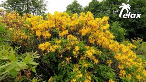 Wild Rhododendron Blooming in the Mountains and the Sound of Crickets