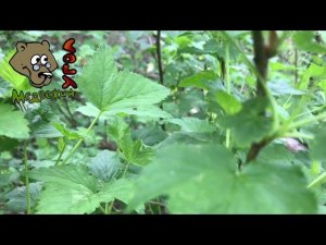 Заготовка смородинового листа - ответы на вопросы (Школа травоведения)