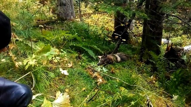 чистка старых путиков и подготовка новых??️?️ смотреть онлайн