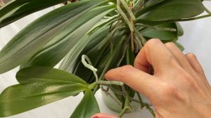 Как сажать ДЕТКУ ОРХИДЕИ только С ВОЗДУШНЫМИ КОРЕШКАМИ!