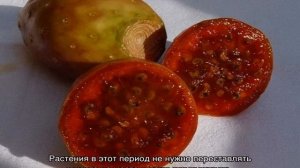 Опунция инжирная — описание и уход