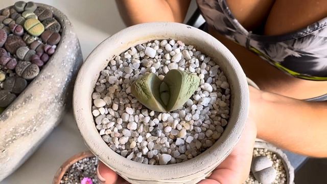 Маркеры на Живых Камнях, КОНОФИТУМЫ, которые указывают, что нужно их уже полить. 25.10.2023. смотреть онлайн