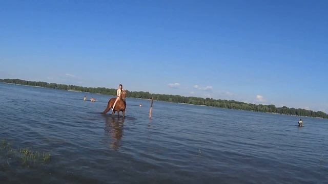 Девушки купают коня смотреть онлайн