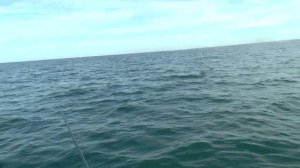 Севастополь. Пошла селёдка в море.