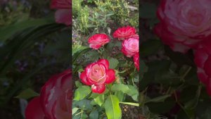 Роза Принц Монако