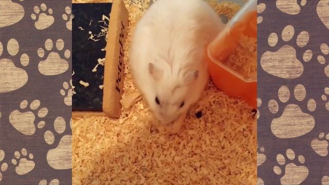 ТУЗЯ злюка ДЖУНГАРИК!Приколы с ХОМЯКАМИ (СМЕШНЫЕ ХОМЯКИ)Hamsters like #301 funny video about animal