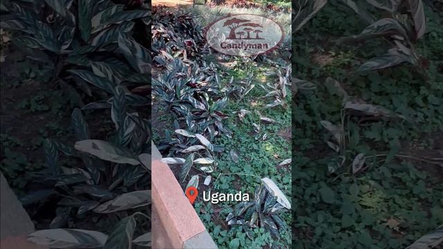 Uganda zoo