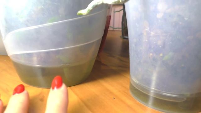 Полив орхидей в двойных горшках. Ответ на комментарий. Не верю, ВЕРЮ! смотреть онлайн