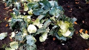 Уборка на Зиму Капусты сорта ПОДАРОК    15 октября 2022г  Результат    ?