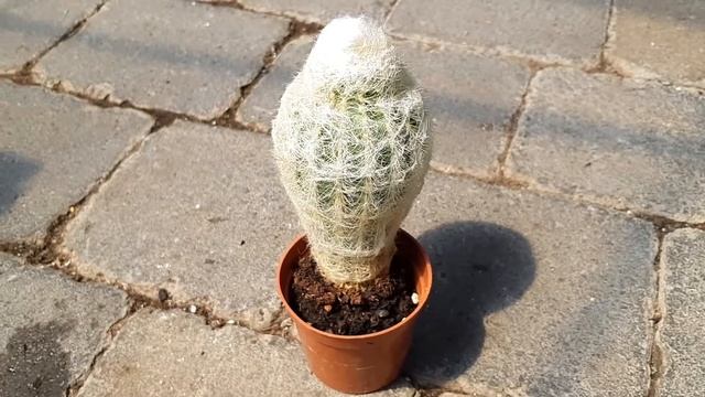 Cactus : Espostoa Lanata - Old Man смотреть онлайн
