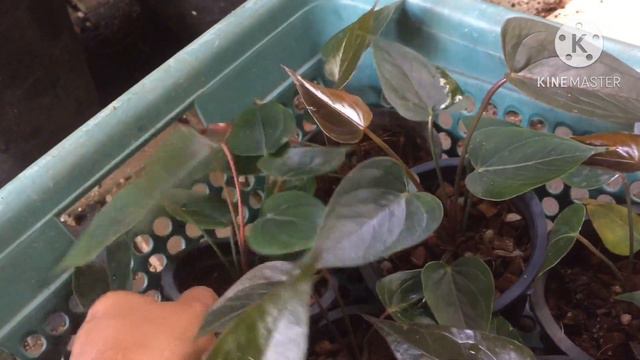 Black Anthurium смотреть онлайн