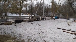 Козы нубийские