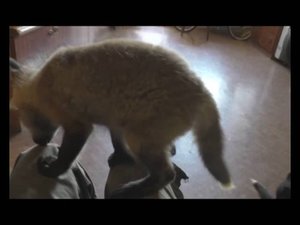Новосибирские лисята: одомашнивание от слова "дом"