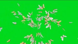 ФУТАЖ  - РОЙ БАБОЧЕК  - ХРОМАКЕЙ НА ЗЕЛЕНОМ ФОНЕ