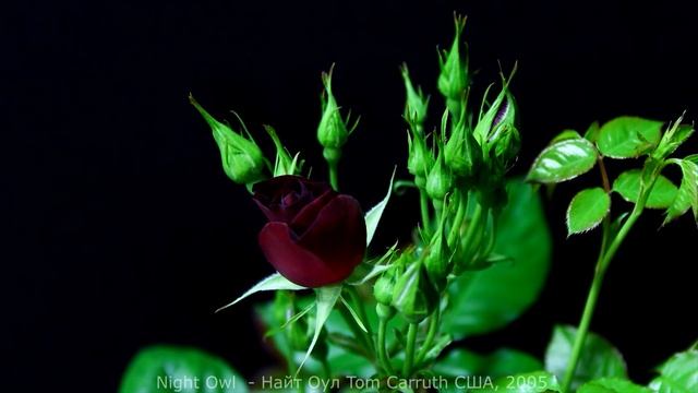 Как распускается роза Найт Оул (Плетистая) Timelapse Rose 4К. Night Owl. смотреть онлайн
