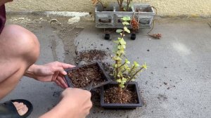 Beginner's First Bonsai Elephant Bush-Portulacaria Afra