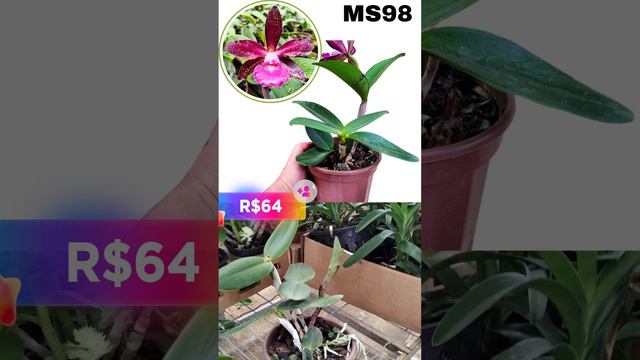 LINDA ORQUÍDEA HIBRIDA DE CATTLEYA SCHILLERIANA смотреть онлайн