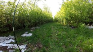 Ловля певчих птиц. Черноголовка#2