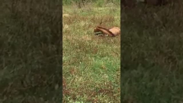 лошади, лошадь, животные, кони, интересные факты, топ, породы лошадей, подборка, конь, qarabag ati, смотреть онлайн