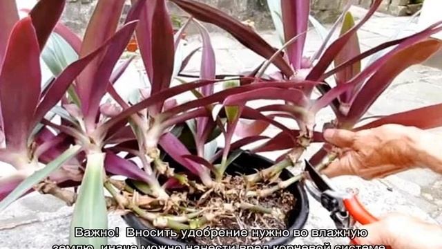 Цветок рео — уход в домашних условиях смотреть онлайн