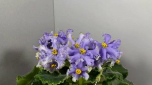 Необычный и инопланетный сорт фиалки РС-Пришелец