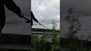 нам повезло!!! рыбалка на пруду в Державино