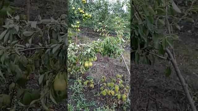 Сорт груши Дельбарю R - X 12/47 сад Павлюка смотреть онлайн