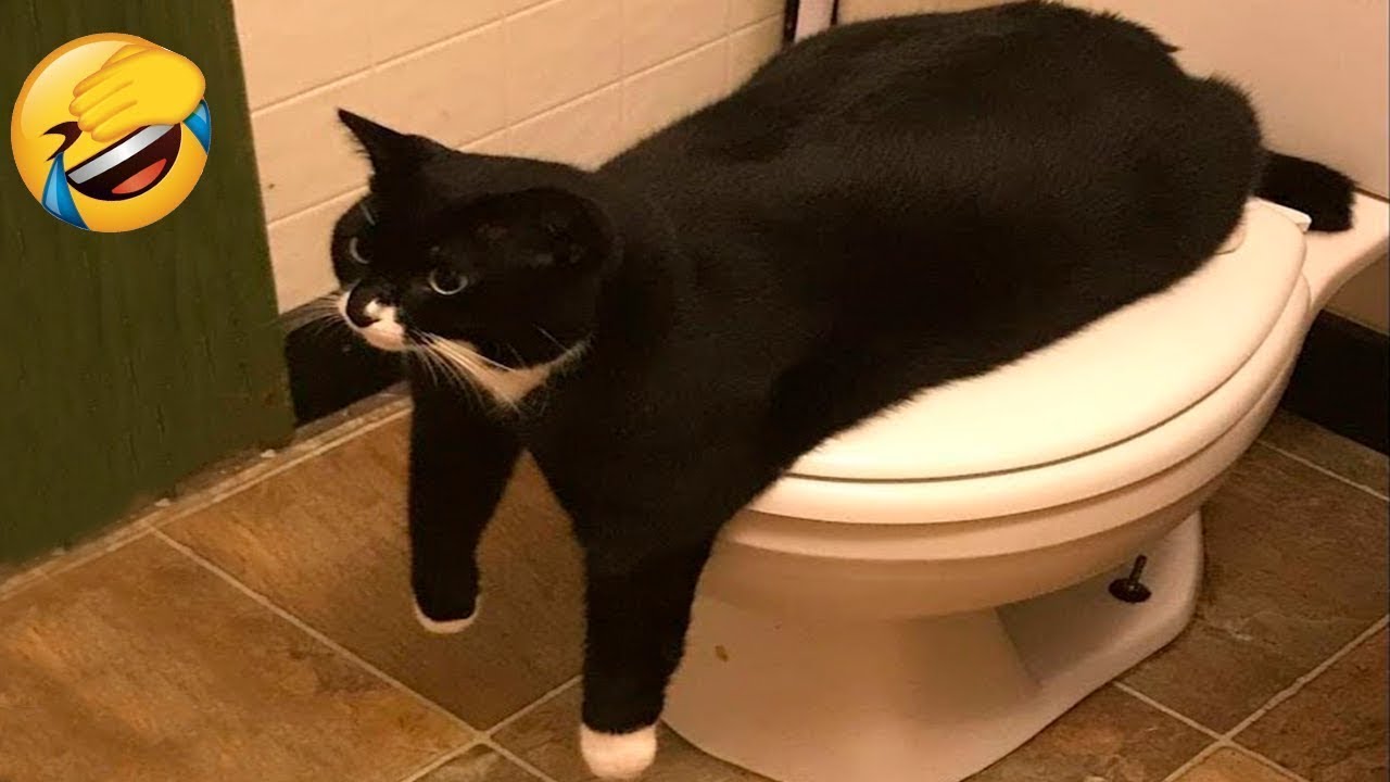 СМЕШНЫЕ ЖИВОТНЫЕ 2023 ЛУЧШИЕ ПРИКОЛЫ С КОТАМИ И CОБАКАМИ смотреть онлайн