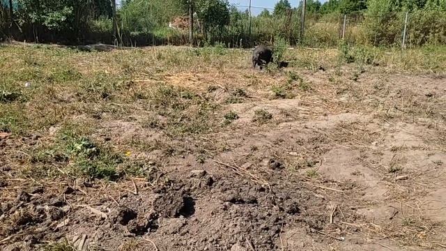 Какие свиньи воняют сильнее Белые или Вьетнамские смотреть онлайн