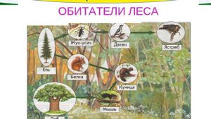 ЭКОСИСТЕМЫ, естествознание 5 класс
