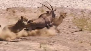 Львы против гиен и диких собак.