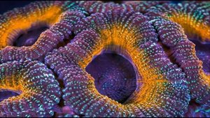 кораллы макросъёмка