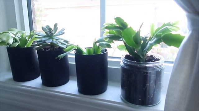 How to Propagate Christmas Cactus  - 100% Success | 게발선인장 смотреть онлайн