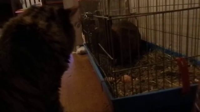 кошка ворует еду у крольчихи смотреть онлайн