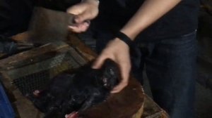 Большая летучая лисица- индонезийский деликатес