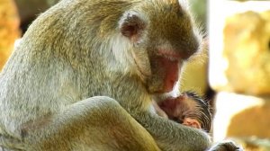 Jane was giving sweet milk to baby monkey newborn , Jane look so tired