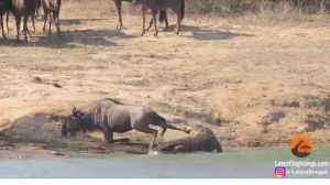 Два бегемота отбили у крокодила антилопу гну