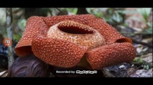 Самый большой цветок в мире