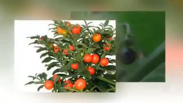 Паслен декоративный (Solanum flower)