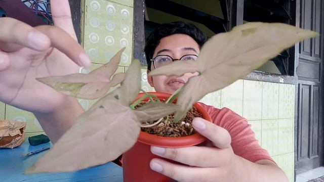 Unboxing Syngonium Pink Emerald || Rare Plant?! #syngonium #planthaul смотреть онлайн