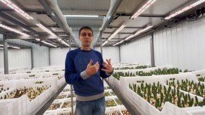 Выгонка тюльпанов 9 месяцев в году | Обзор помещения